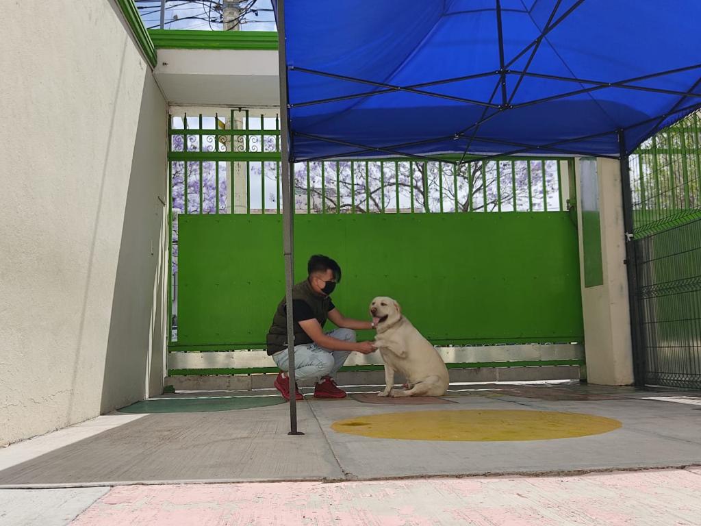 VIP Clinic (Very Important Pets), Centro Histórico