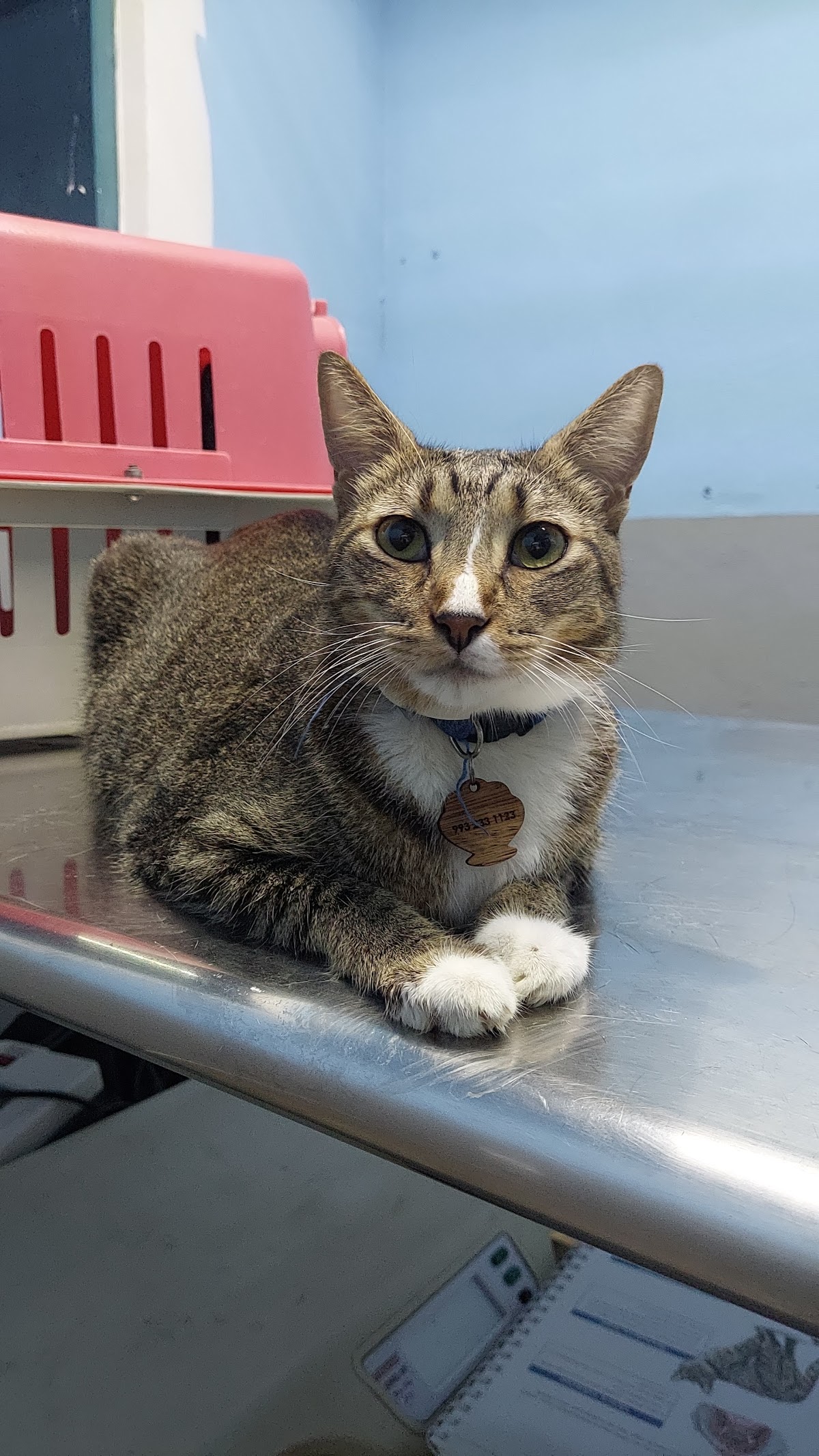Clinica Veterinaria Xolotl, Otras zonas