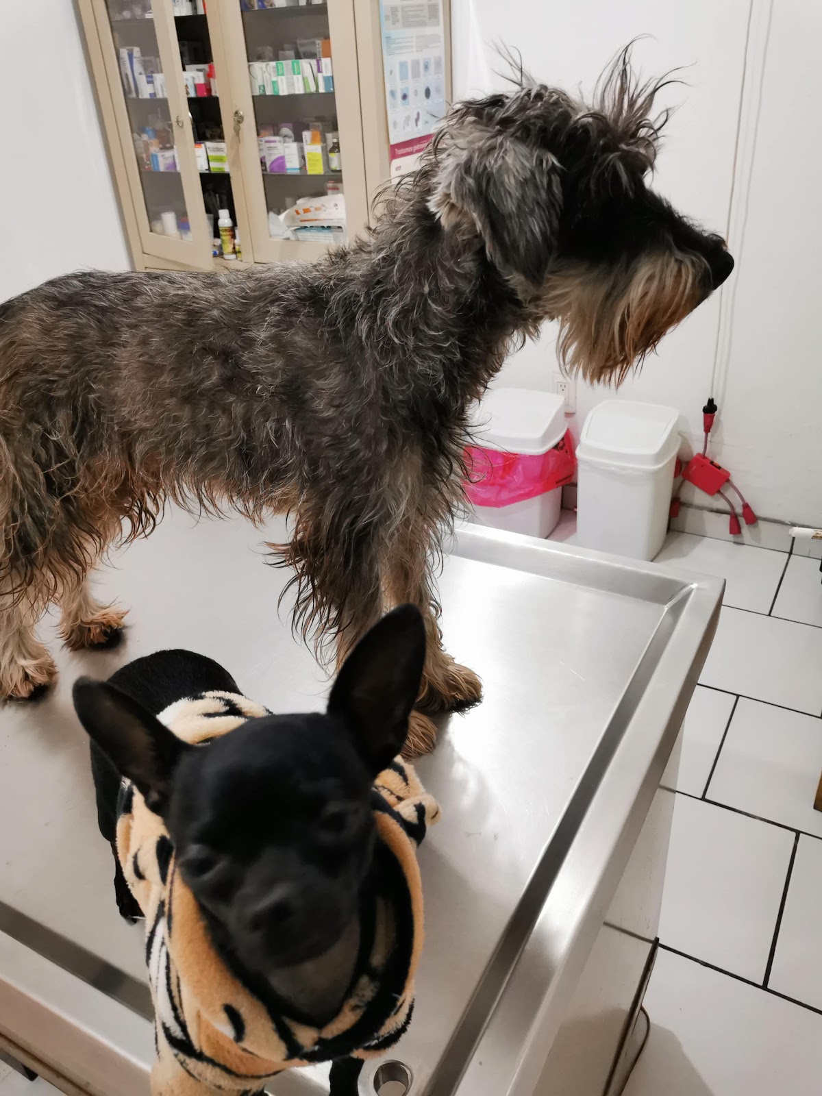 Veterinaria YUM KAAX, Zapopan