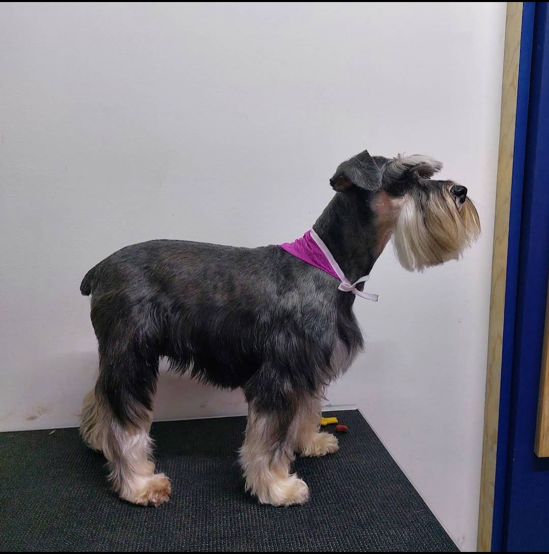 Clínica Veterinaria Wellyndog, Roma