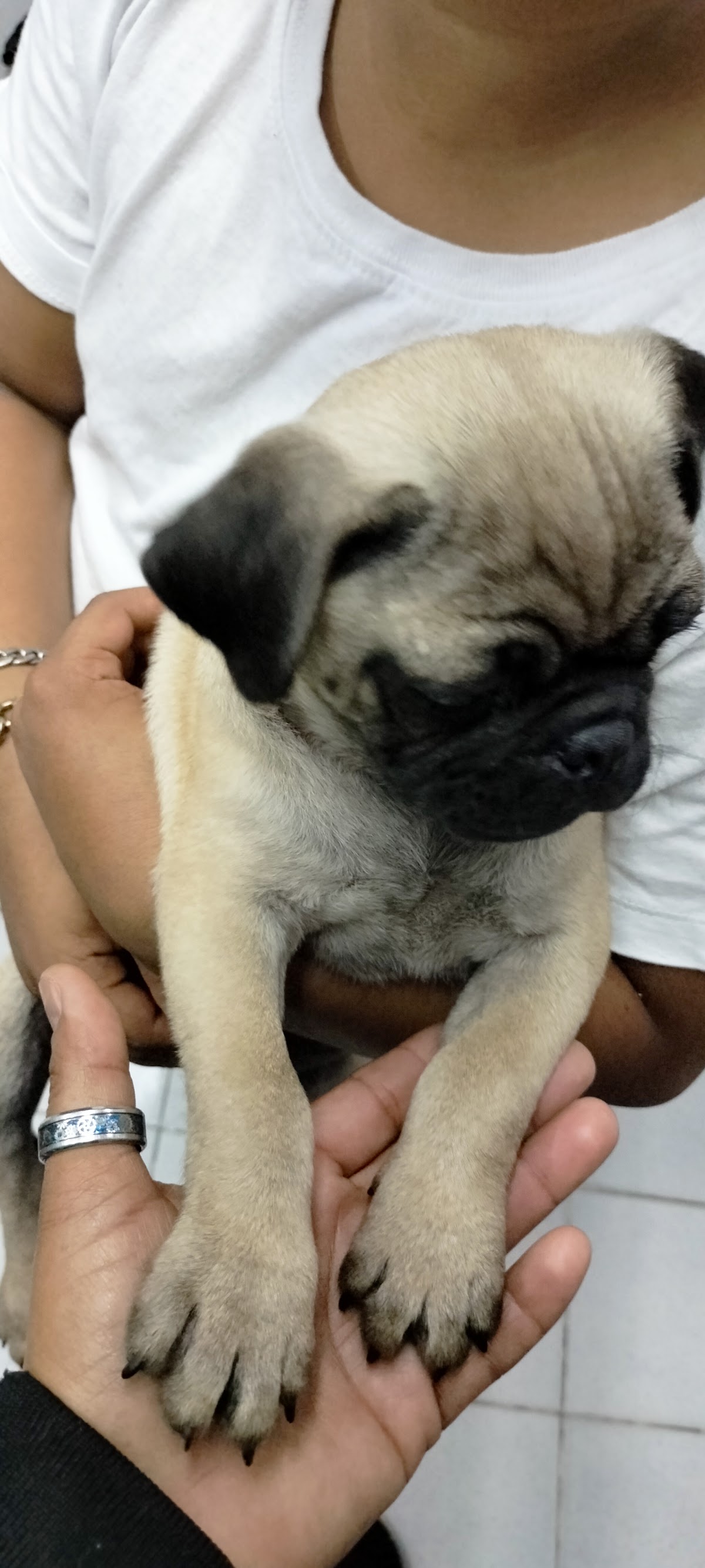 Veterinaria Animal Pet's, Otras zonas
