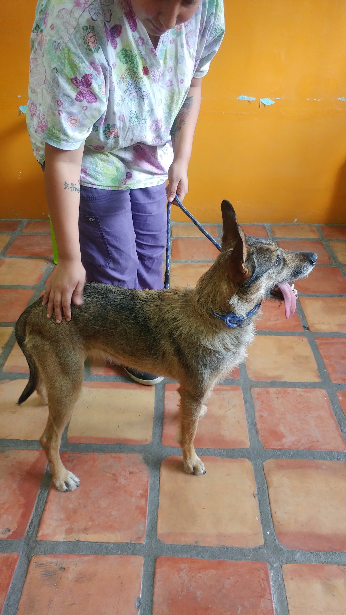 Centro Veterinario Monterrey, Centro de Monterrey