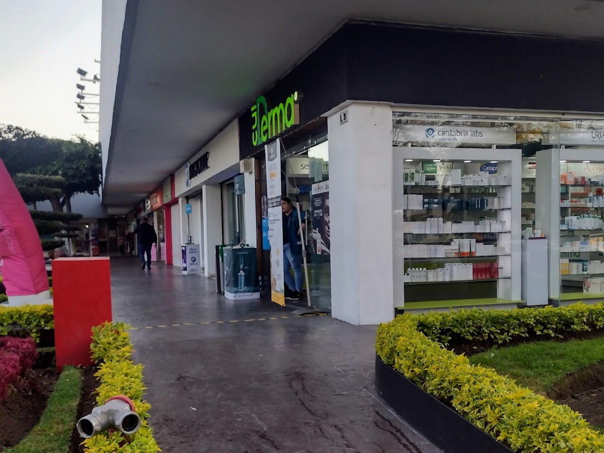 Cuiderma providencia, Providencia