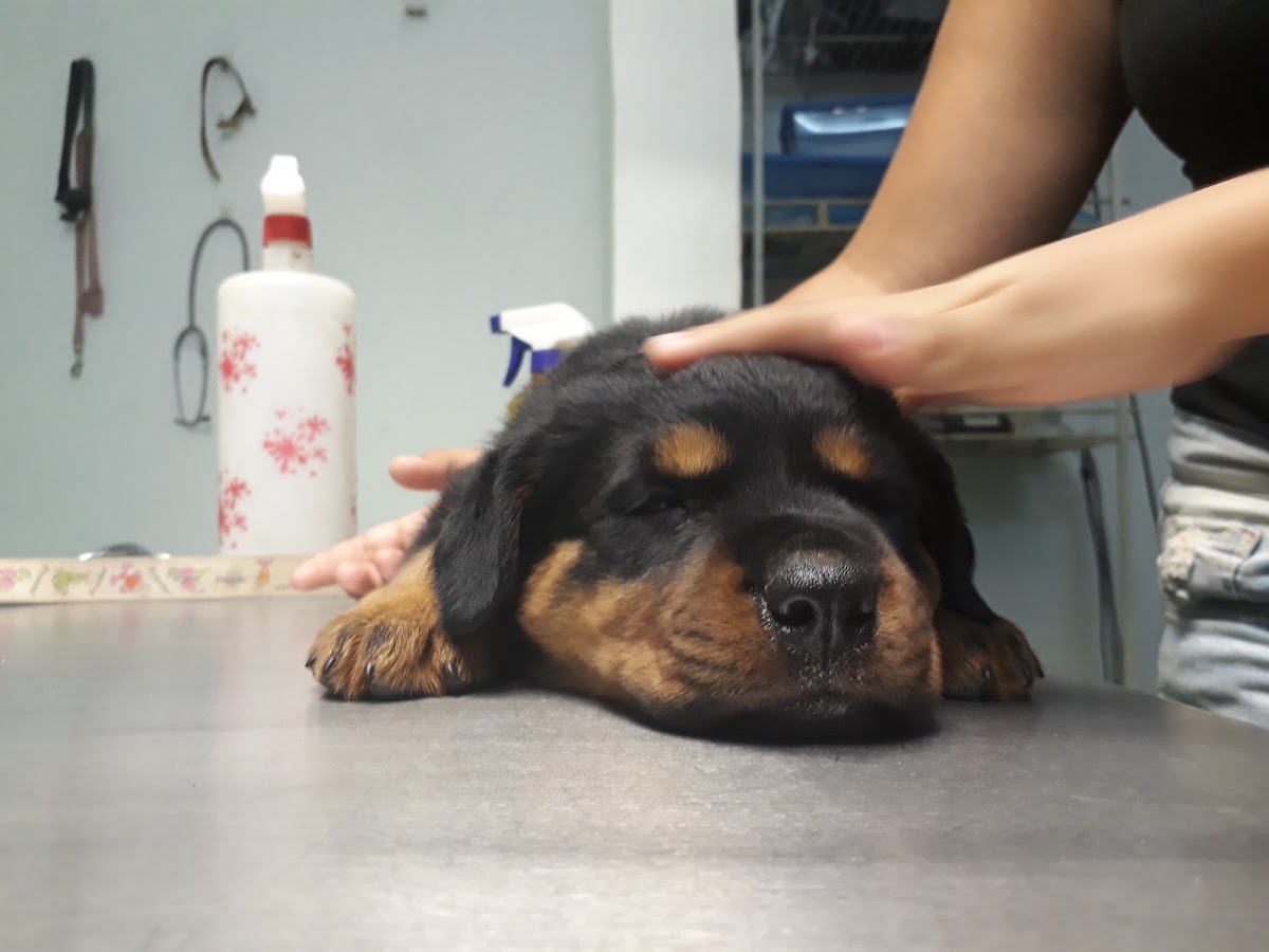 Clínica Veterinaria PET HOME, Centro de Mérida