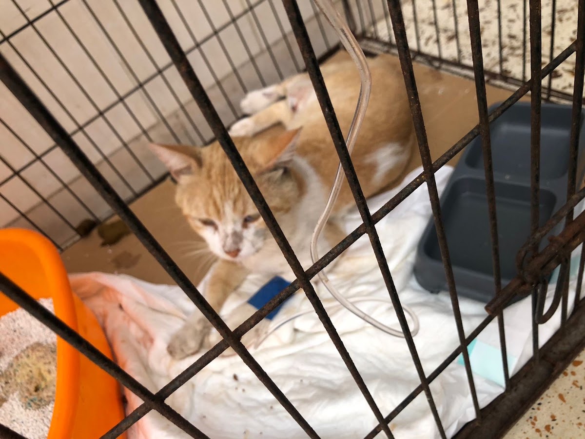 Clínica Veterinaria BAZAN, Centro de Mérida