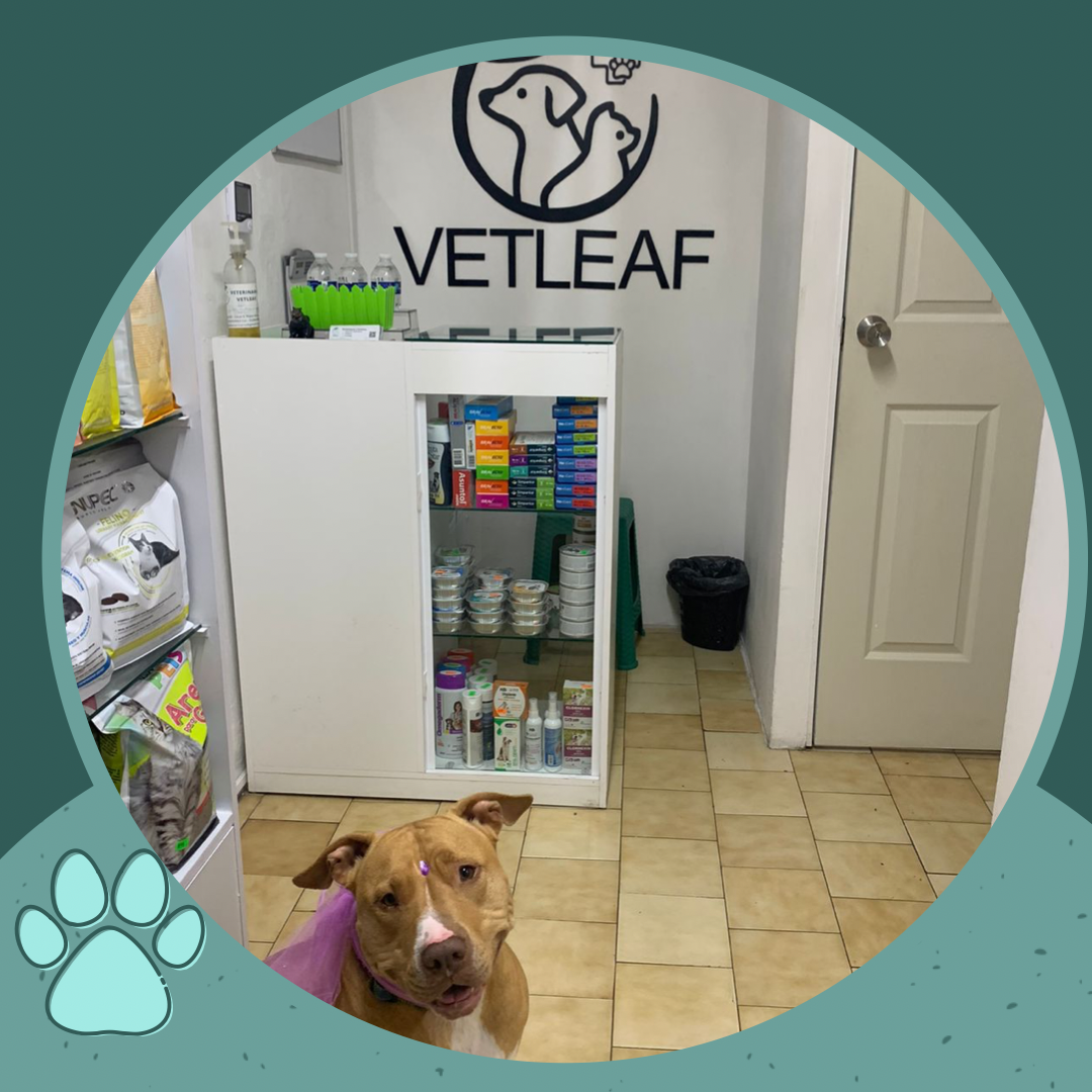 Vetleaf Veterinaria y Estética, Providencia