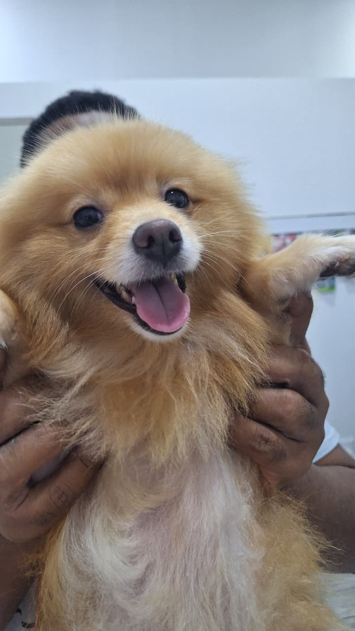 DogTor Cancún, Zona Hotelera