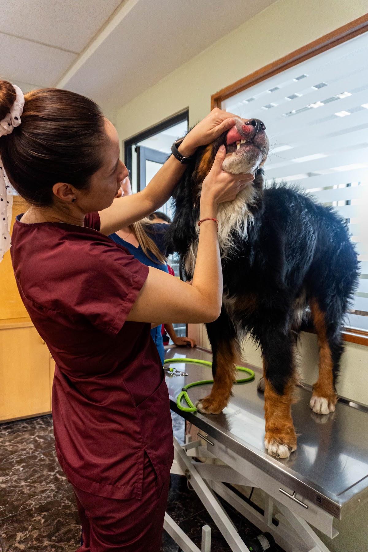 Dermatología Veterinaria DermaCare Condesa, Condesa