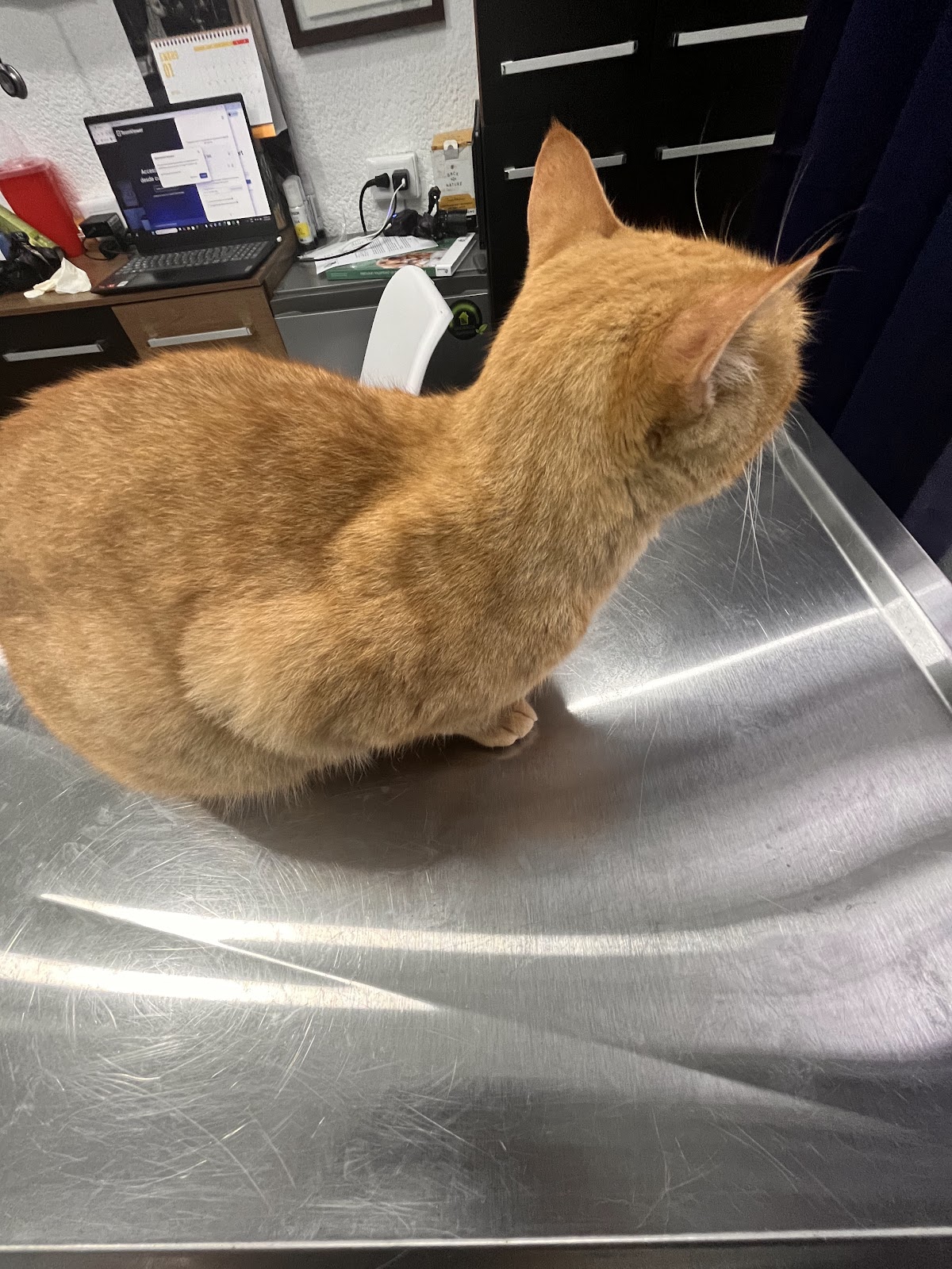 Small Animal Clinic Cancun, Otras zonas