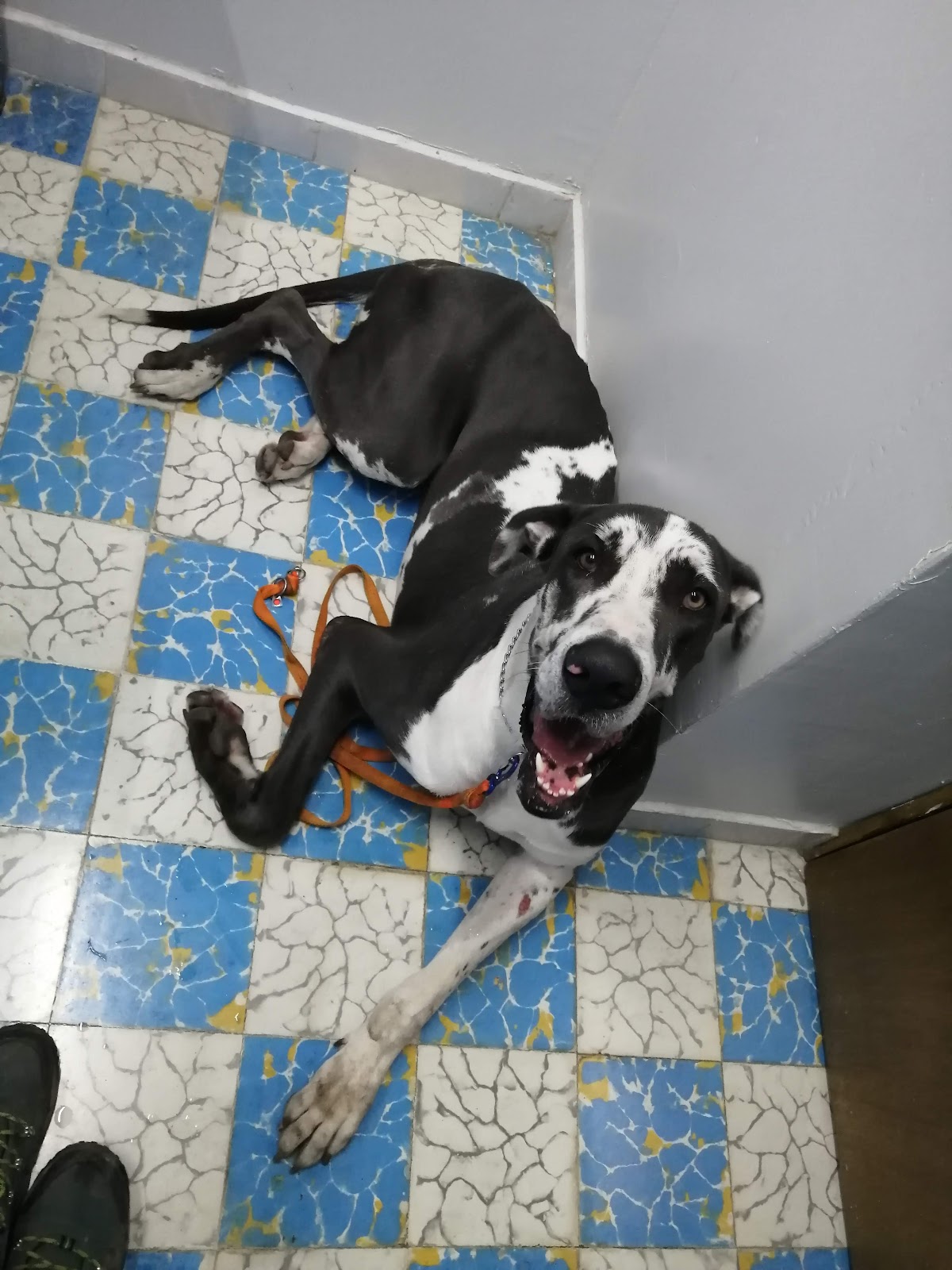 Medical Pet´s, Otras zonas