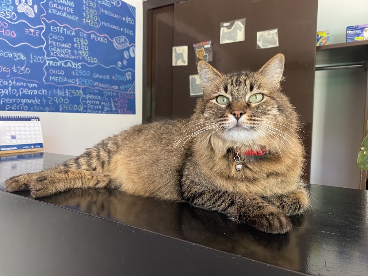 Centro Veterinario Wego, Cholula