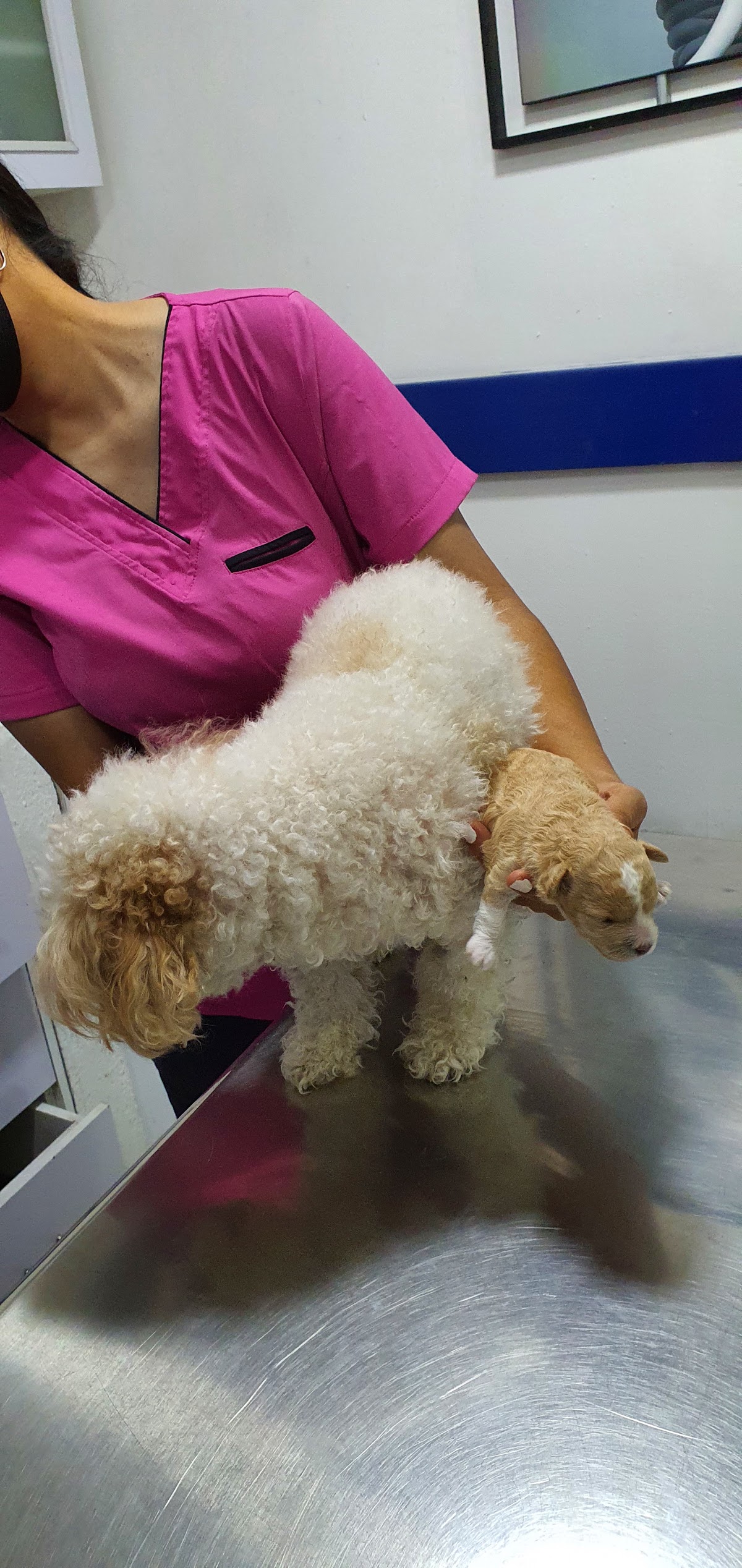 The Animal Health Center, Zapopan