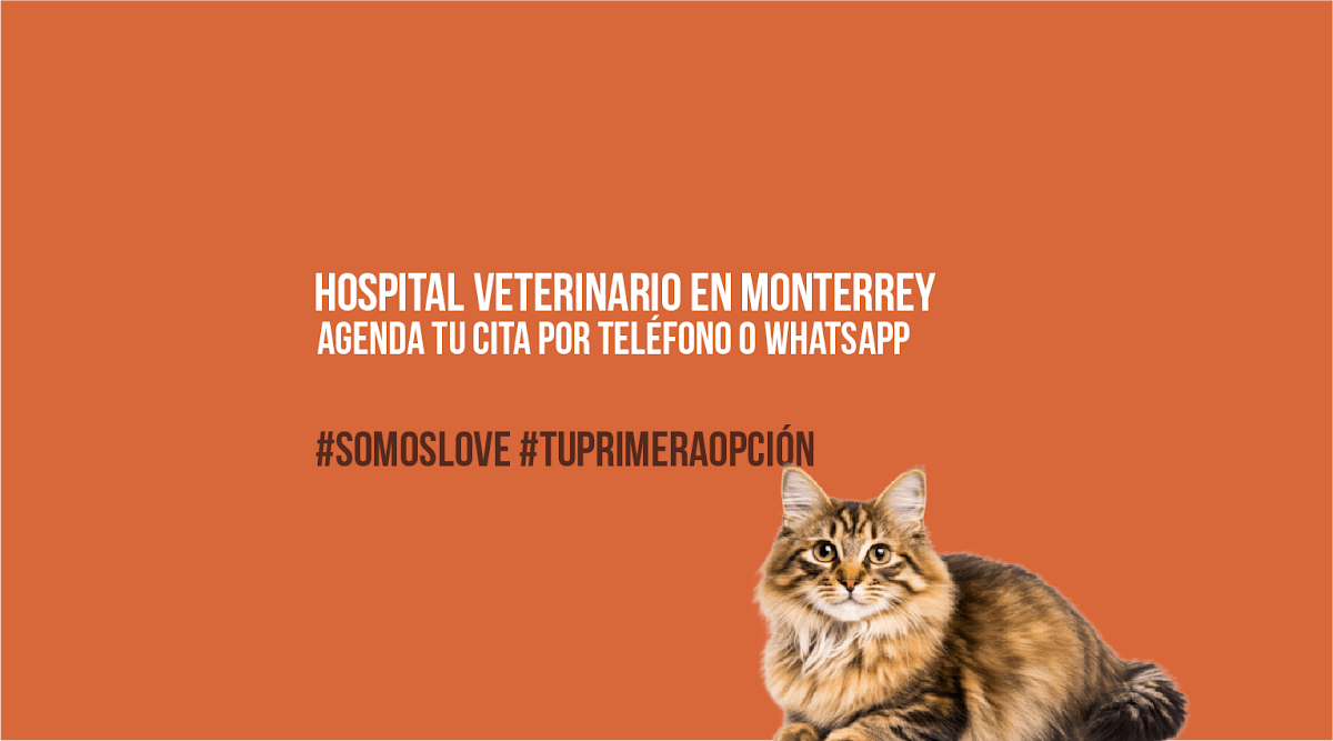 Love Hospital Animal | Cats, Centro de Monterrey