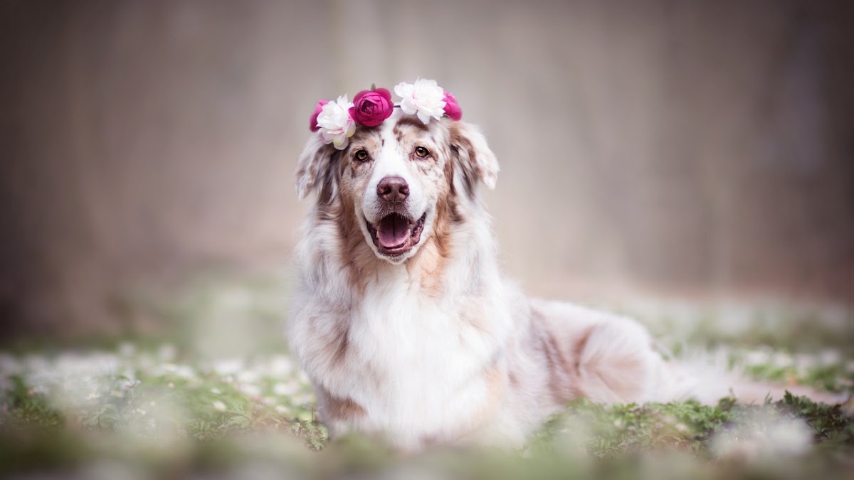 Clínica Veterinaria Balam Ags, Otras zonas