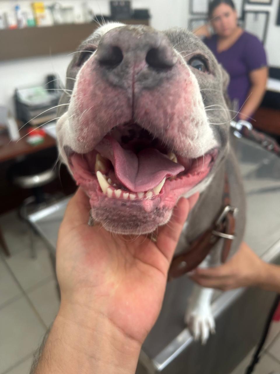 Vet Center / Dermatología veterinaria, Otras zonas
