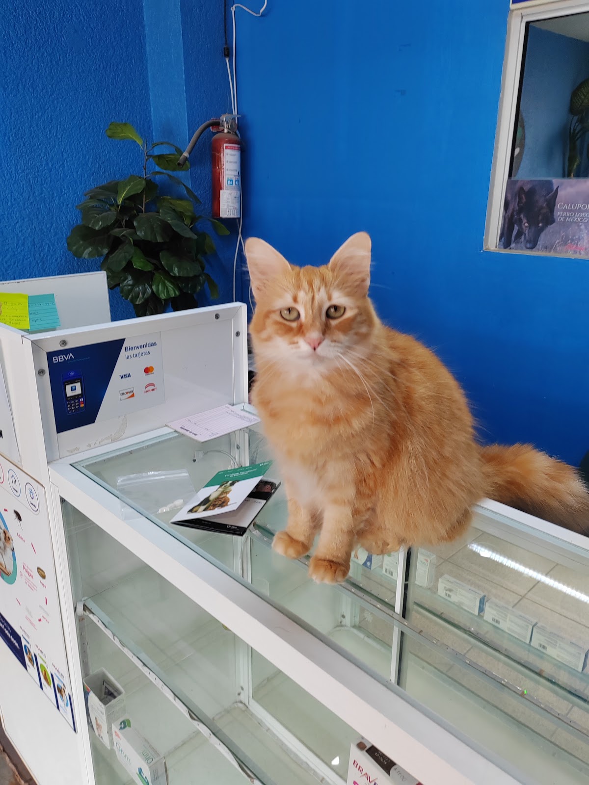 Veterinaria Pet's Family, Otras zonas