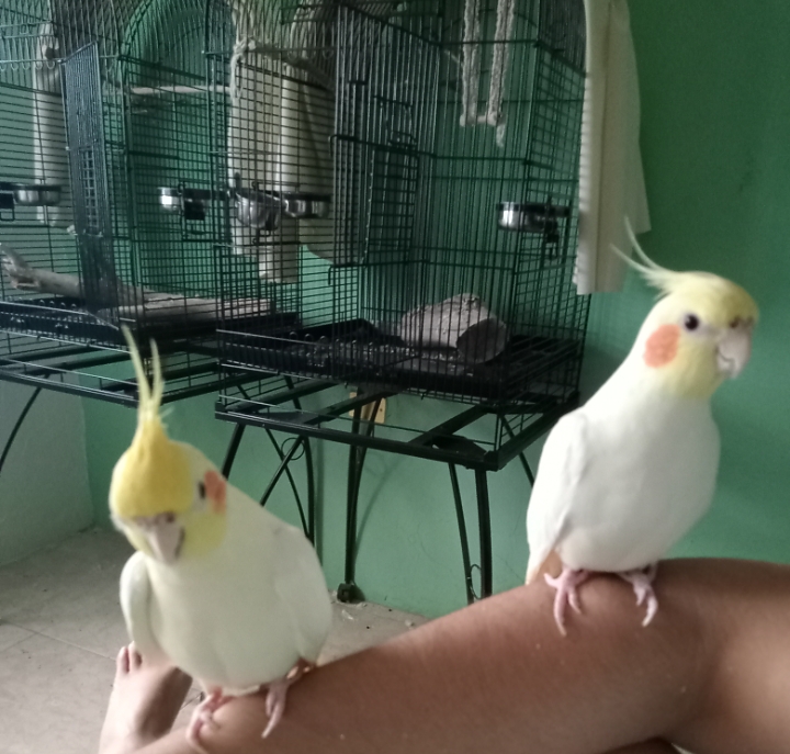 Veterinaria Jida Exclusiva de Aves Monterrey, Cumbres