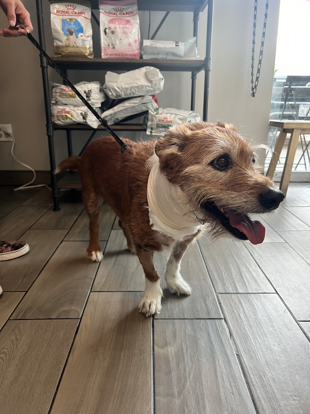 Medical Pet, Otras zonas