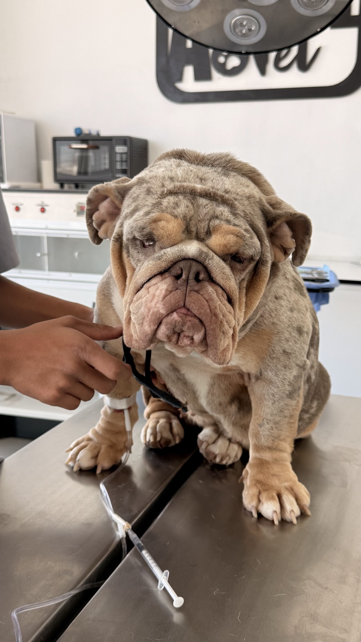 Centro Veterinario Animal Vet, Otras zonas