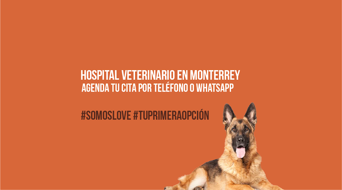 Love Hospital Animal | Dogs, Centro de Monterrey