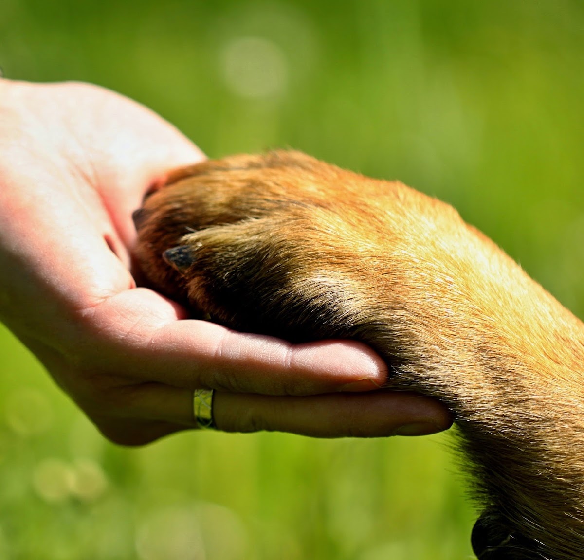 Hospital Veterinario PEGABIPA - Alta Especialidad-, Cumbres