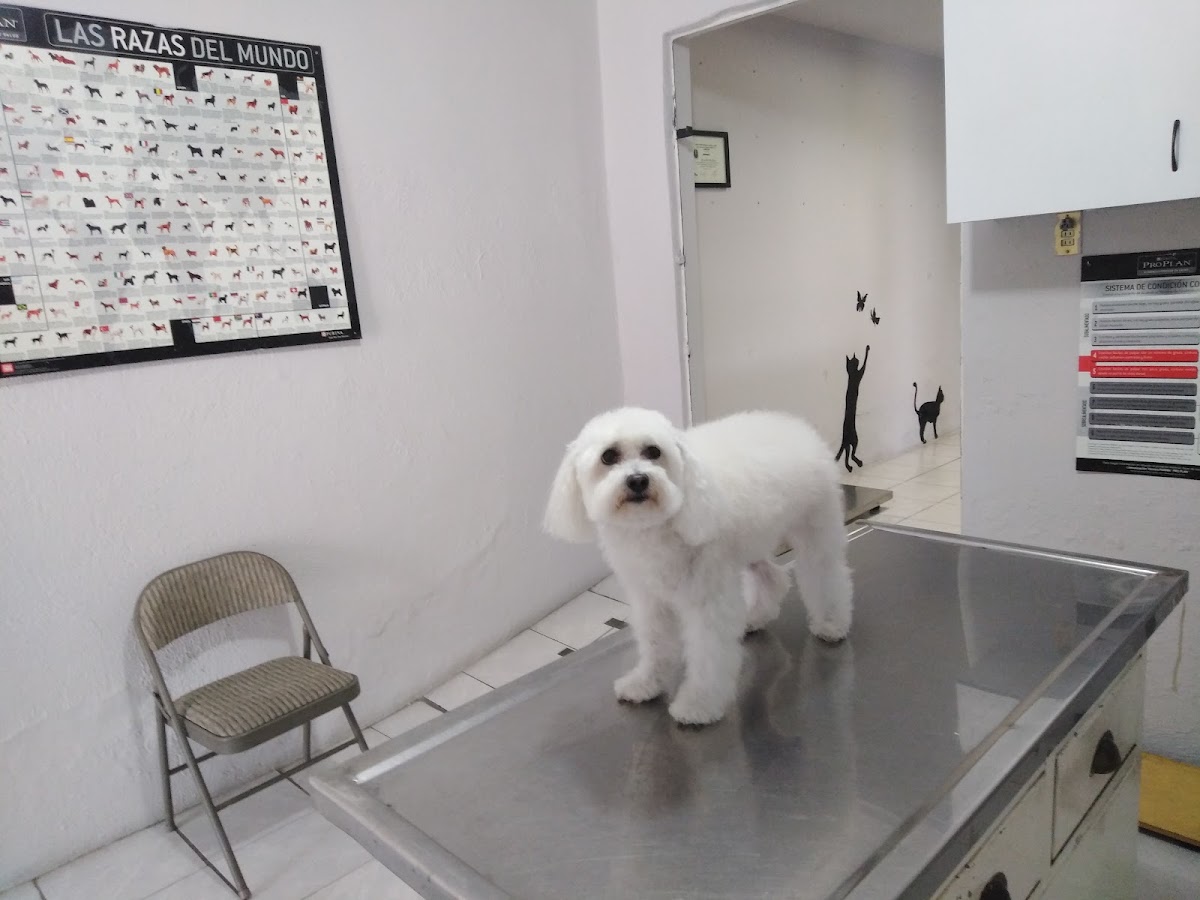 Clinica Veterinaria Jc, Cholula