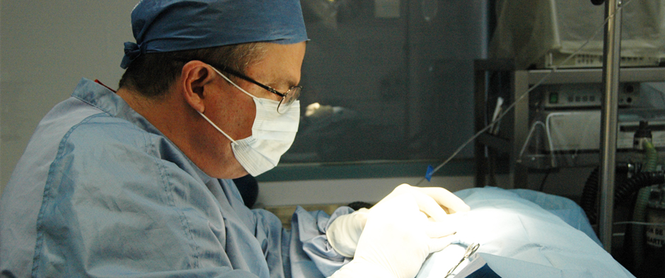 Otay Vet - Veterinary Clinic Tijuana, Otay