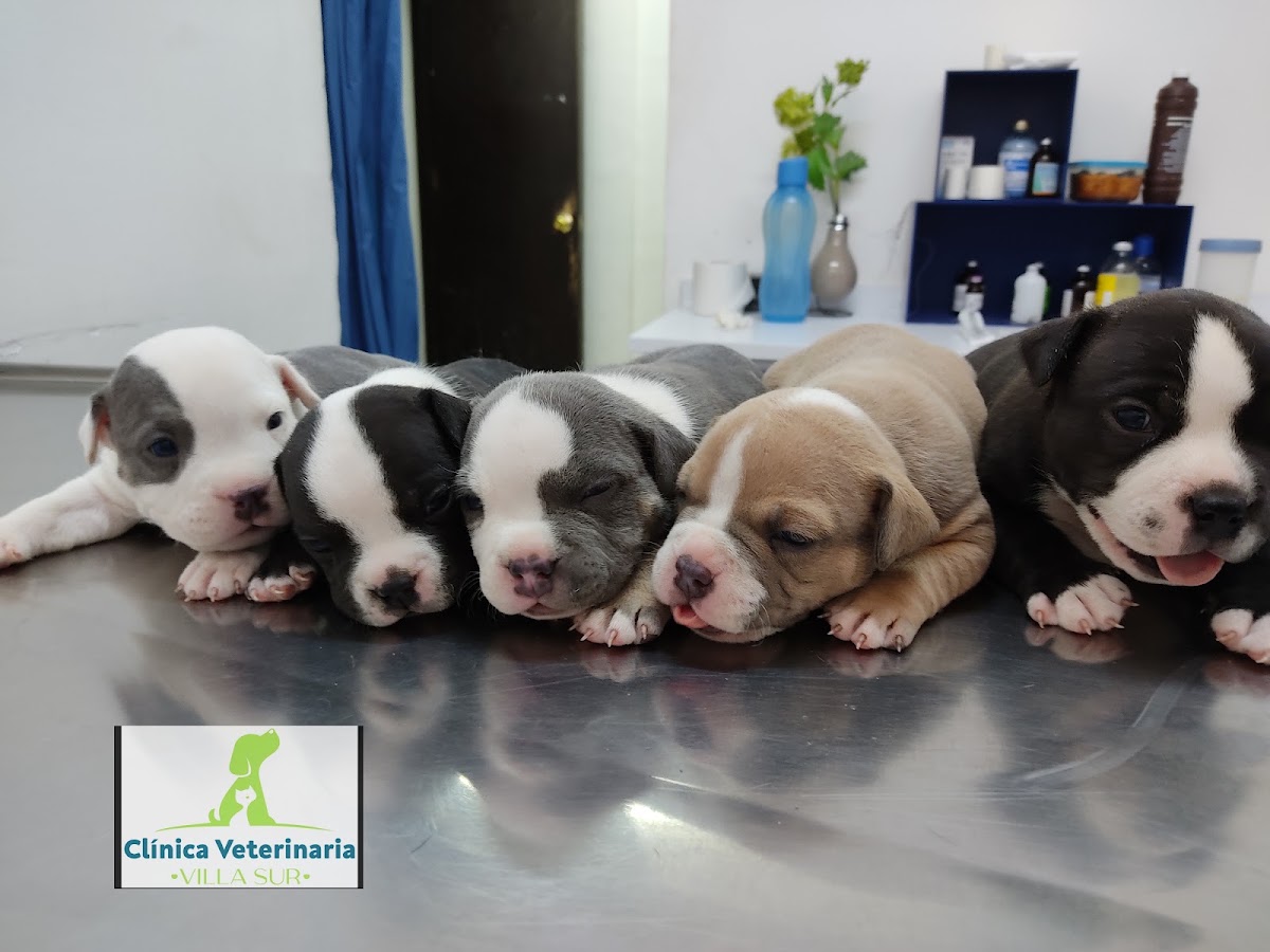 Veterinaria y Estética Canina "Villasur", Sur