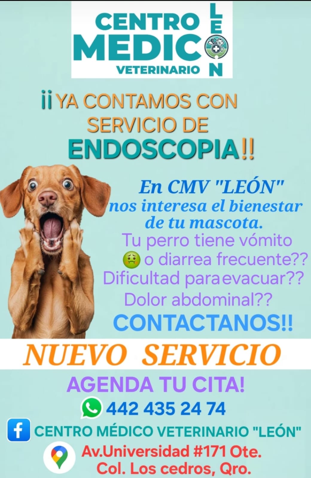 Centro Medico Veterinario León, Otras zonas