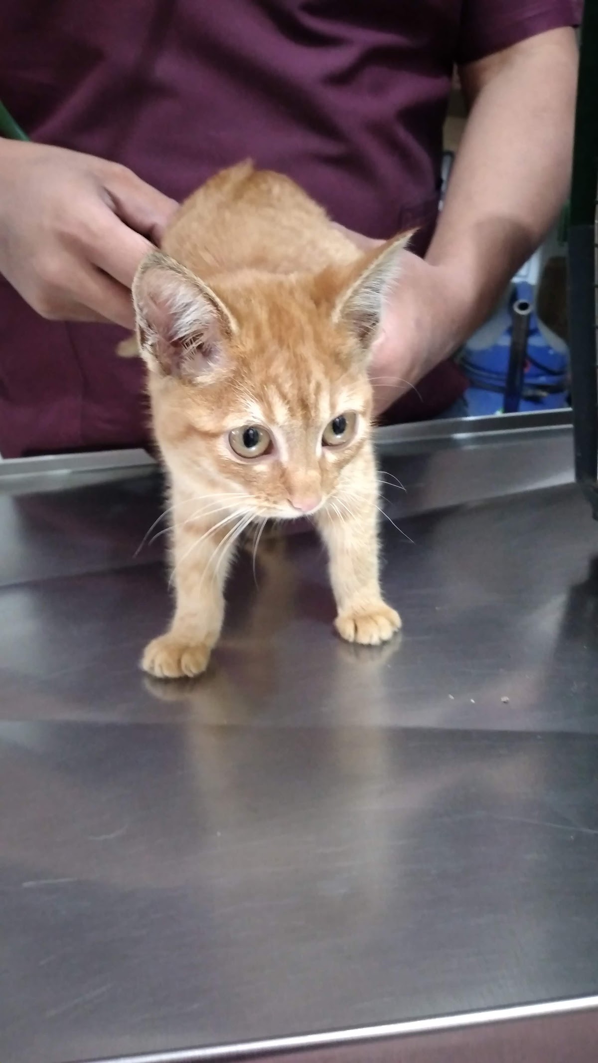 Clinica Veterinaria PEDRO SOTO, Roma