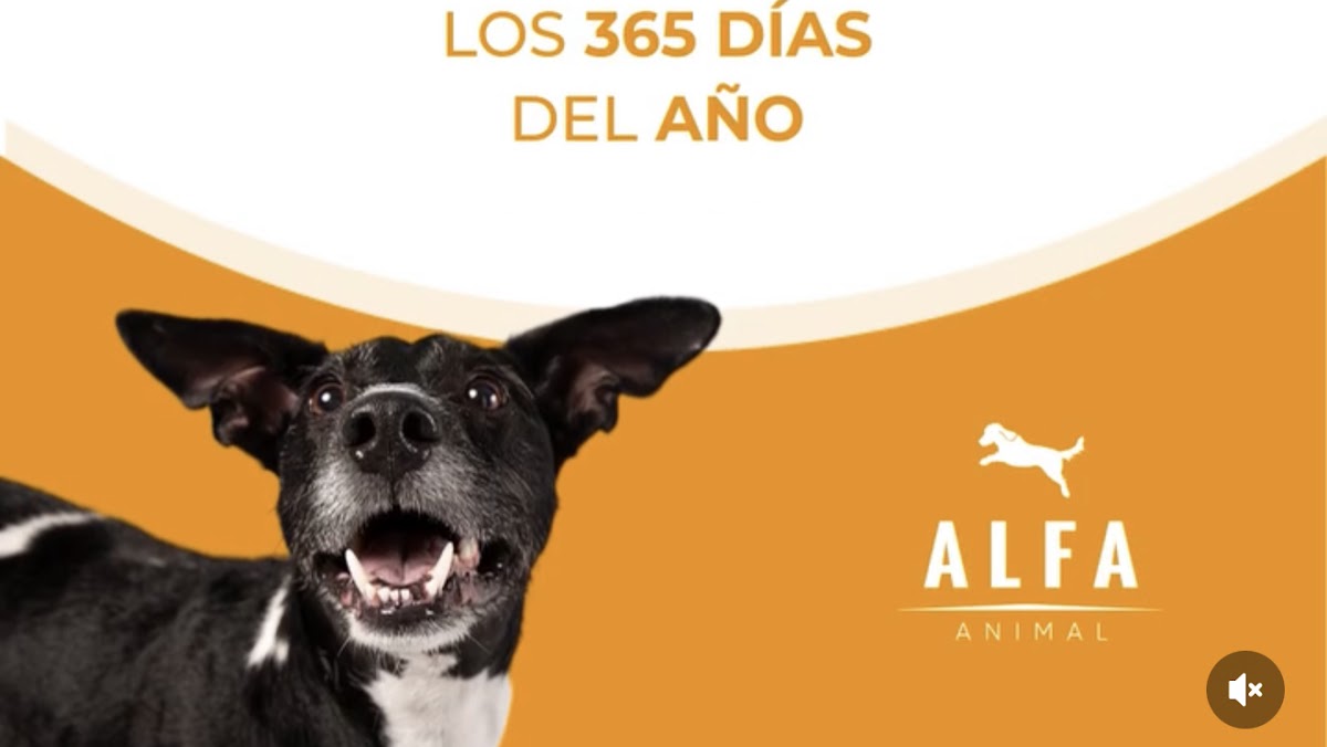 Alfa Animal Hospital Veterinario, Centro Histórico
