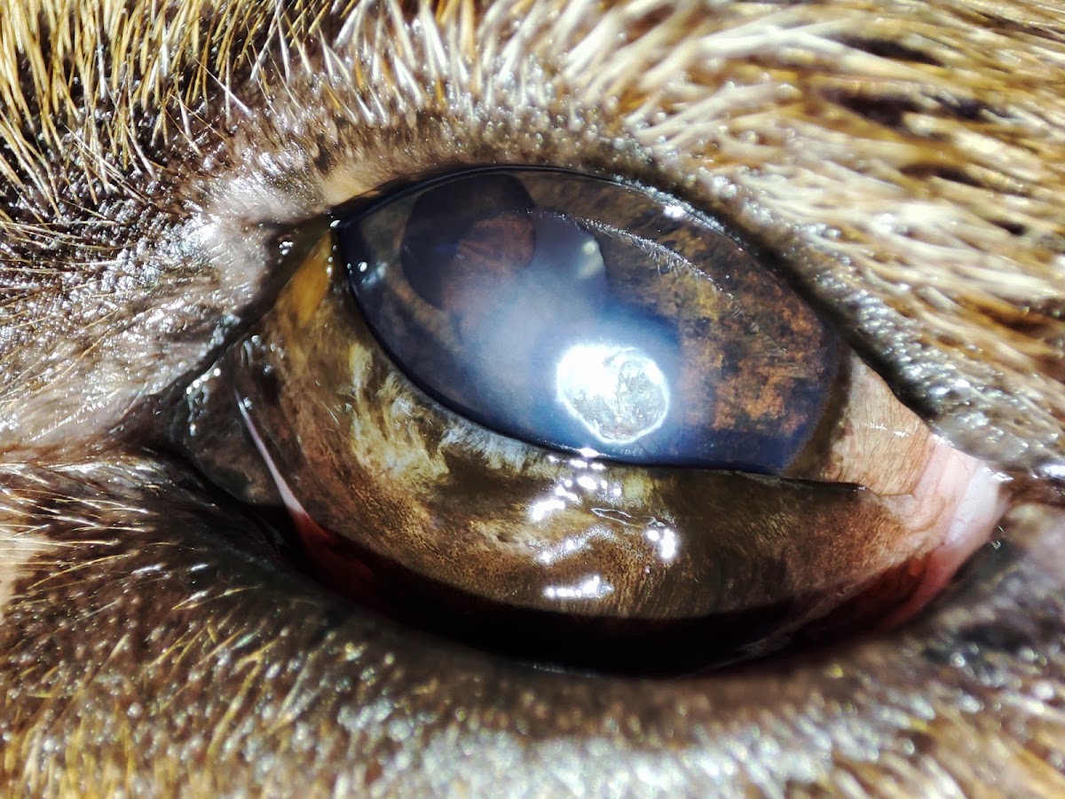 Clínica Veterinaria Antara, Zapopan