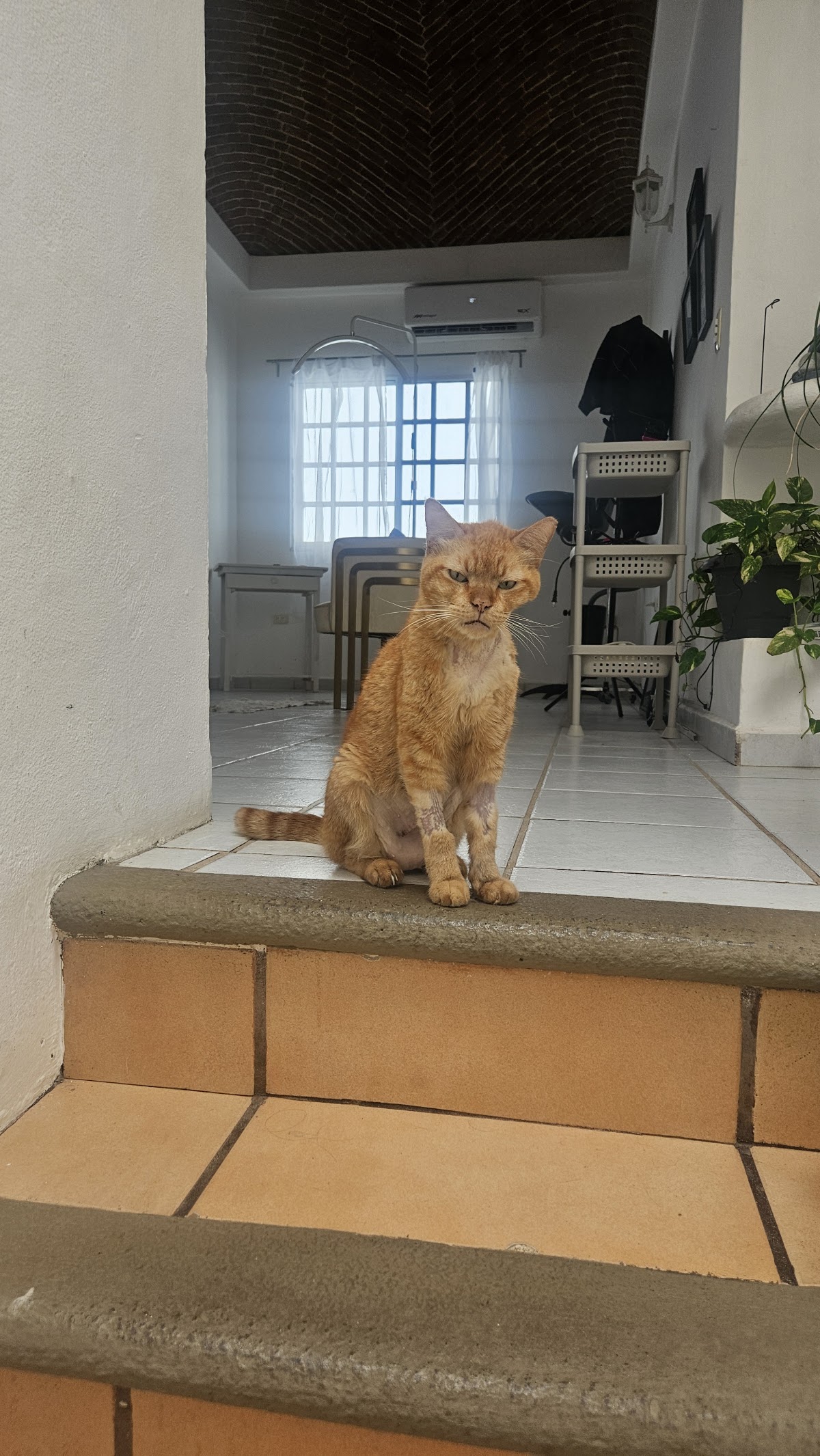 Small animal clinic cancun, Otras zonas