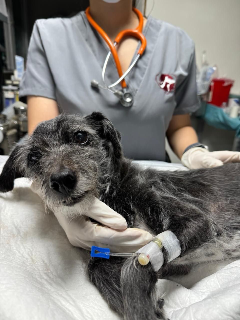 Cardiología integral veterinaria, Zapopan