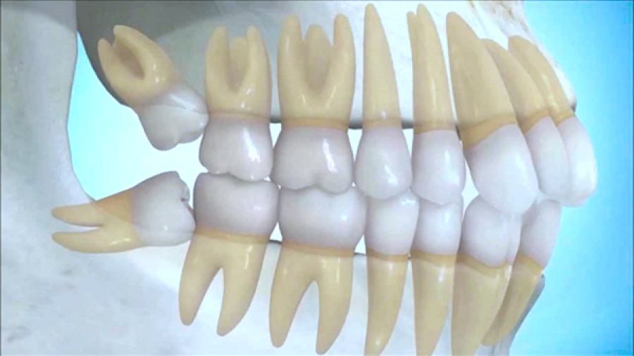 Odontologia Integral Profesional, Centro de Mérida