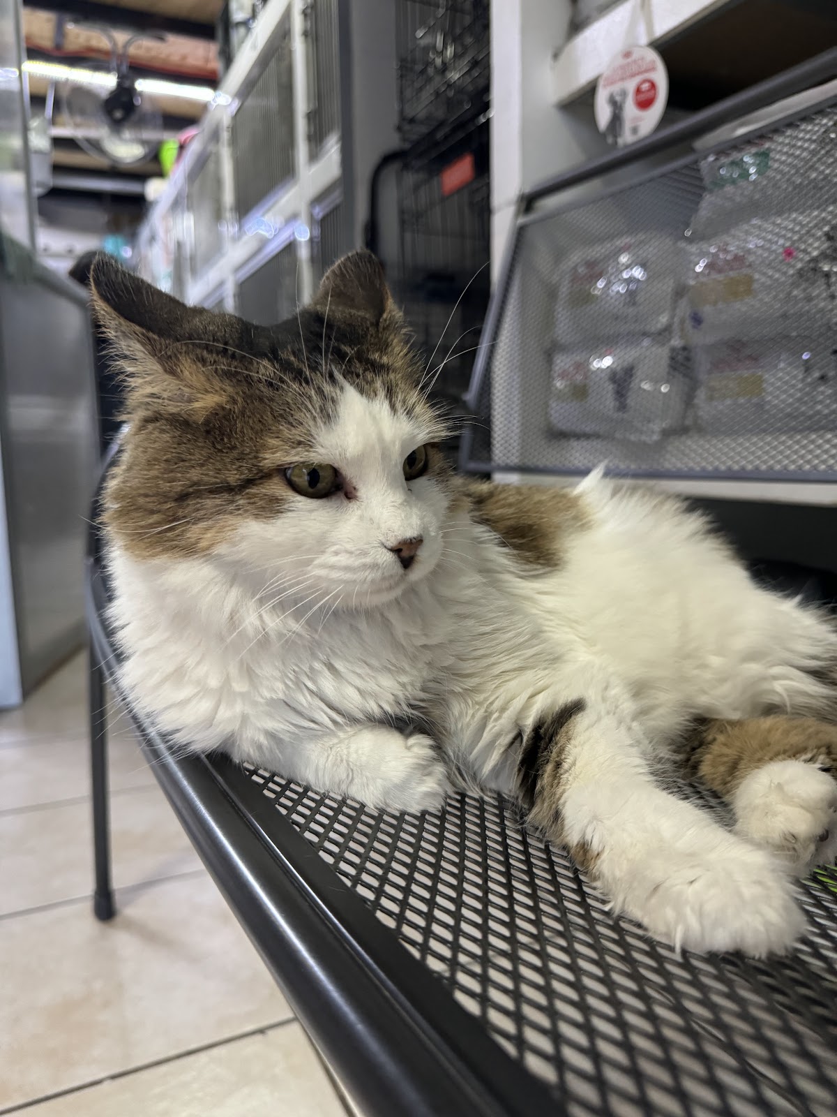 La Veterinaria de Ofe, Jurica