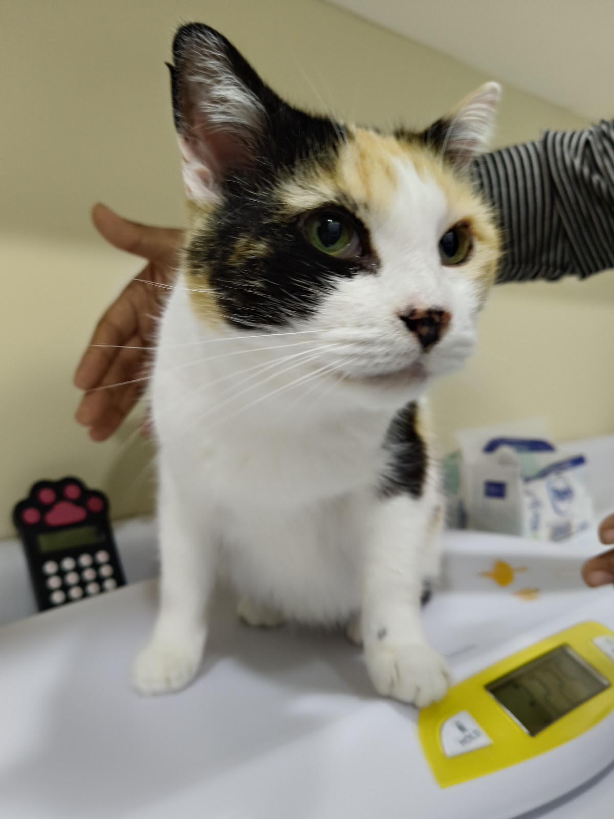 Hospital para Gatos CatCare Condesa, Condesa