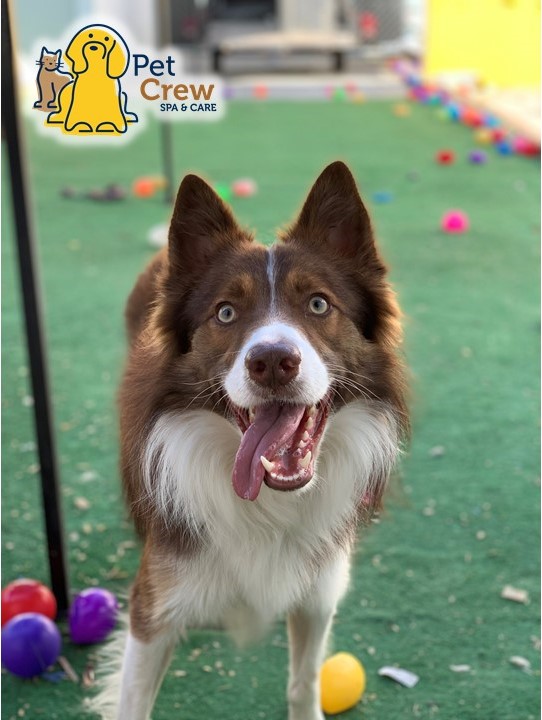 PetCrew Spa & Care, San Pedro Garza García