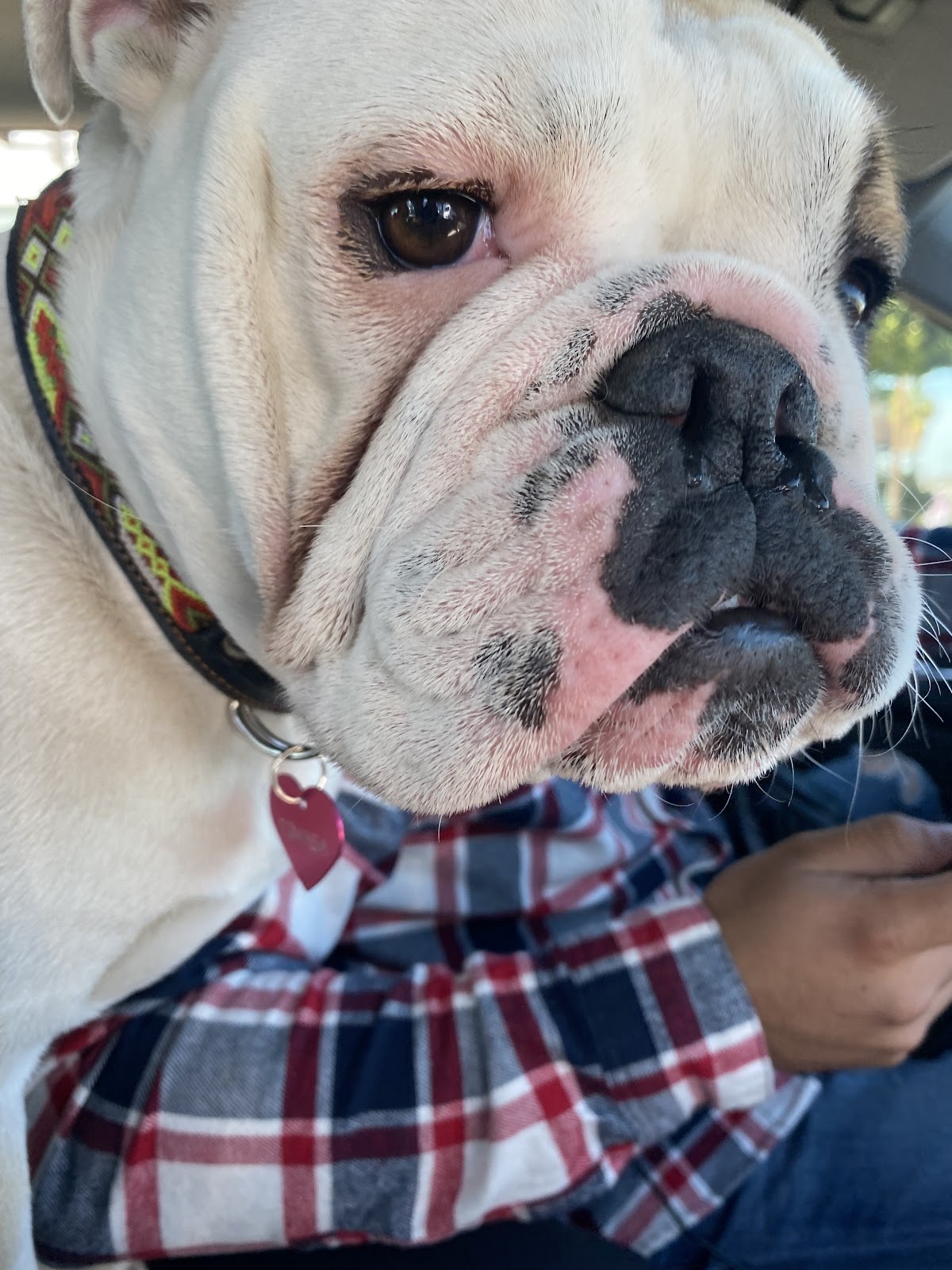 Dr.Vet Pet Emergency, Otras zonas