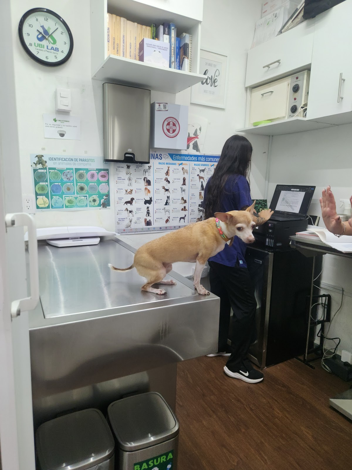 Clínica Veterinaria Cancún, Otras zonas