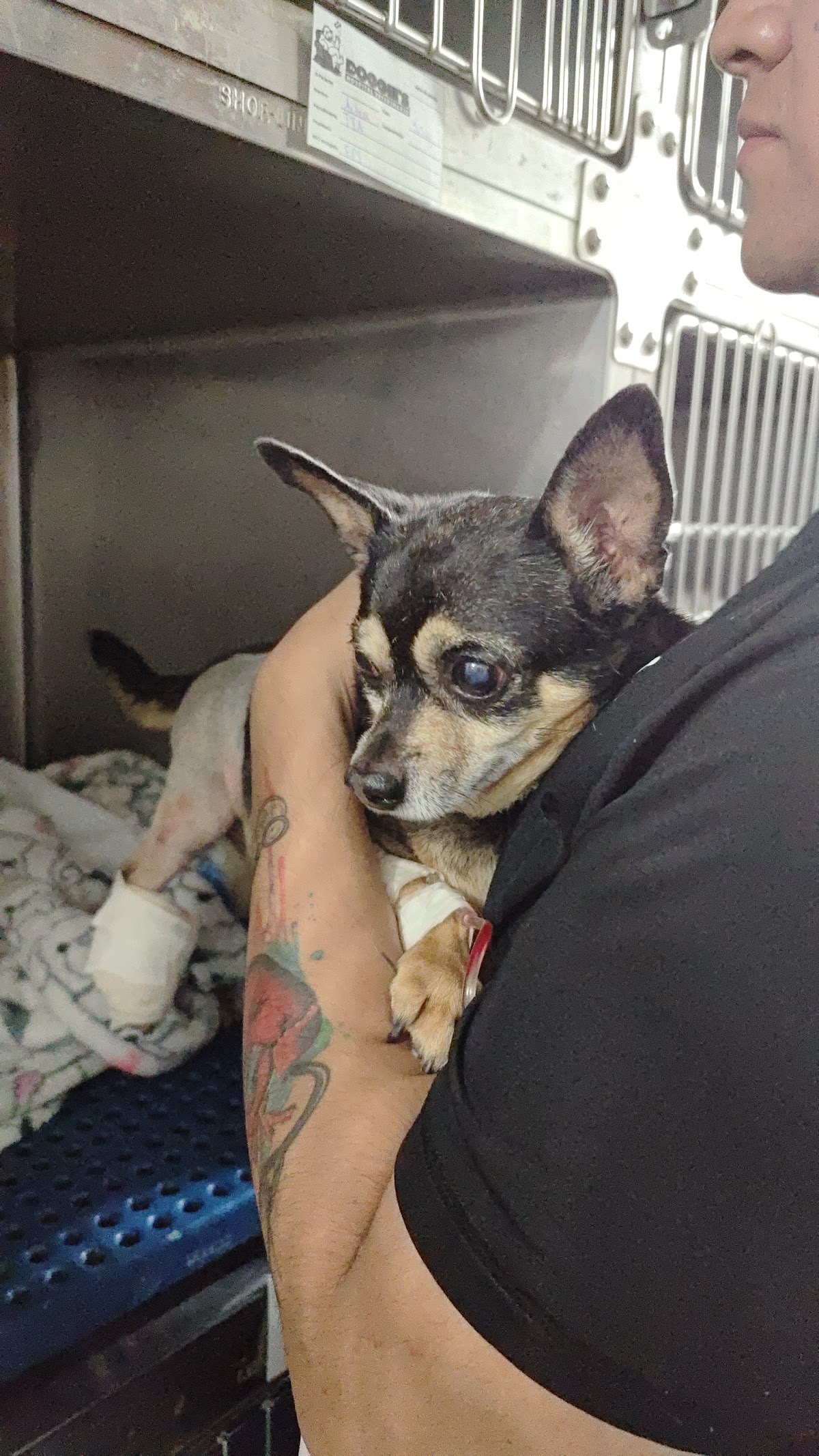 Doggie's Hospital Veterinario, Otras zonas