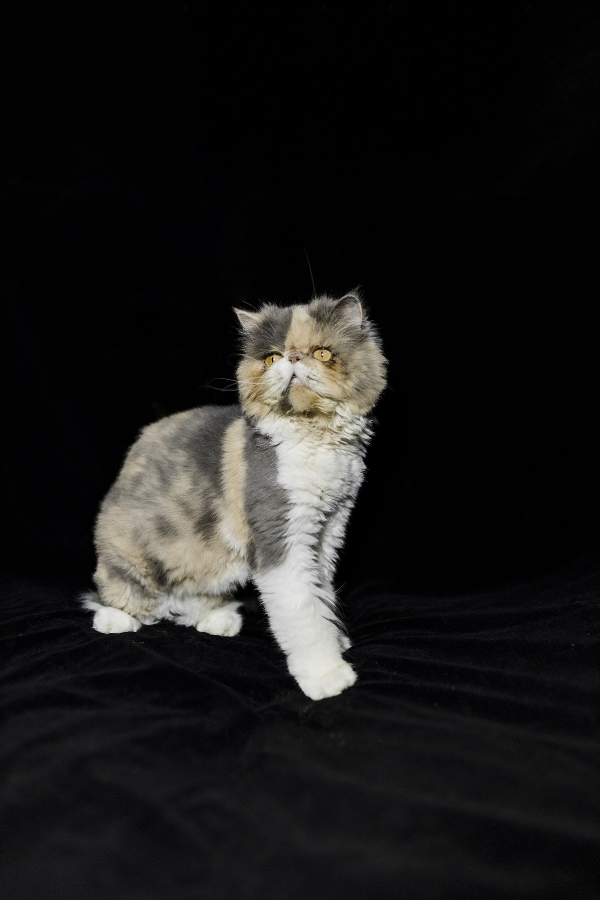 Villa Michis Clínica Exclusiva de Gatos, Centro Histórico