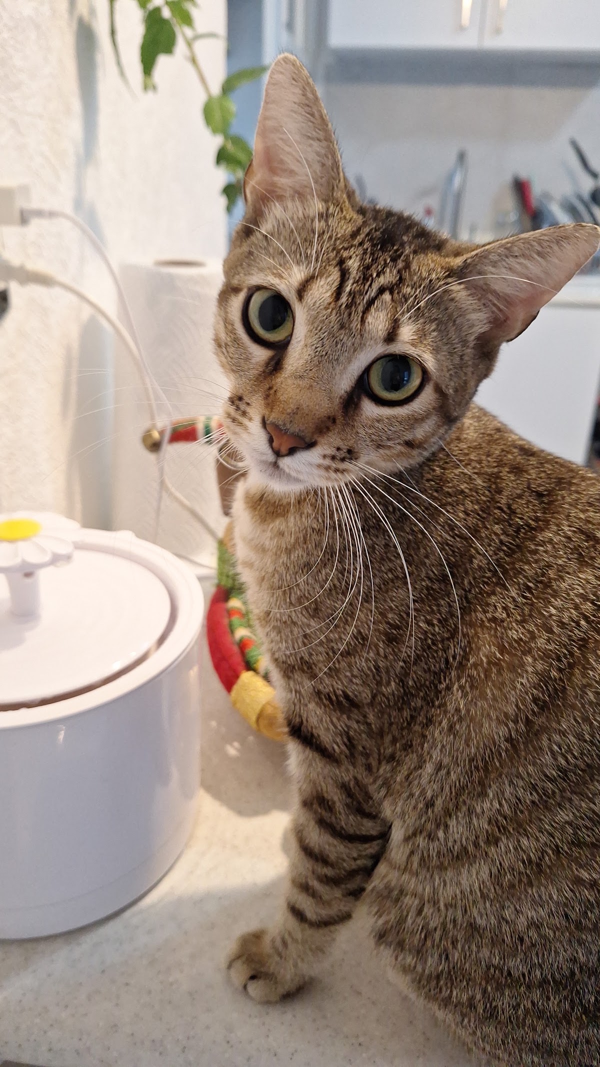 VET CEC (Centro de esterilizaciónes Cancún), Otras zonas