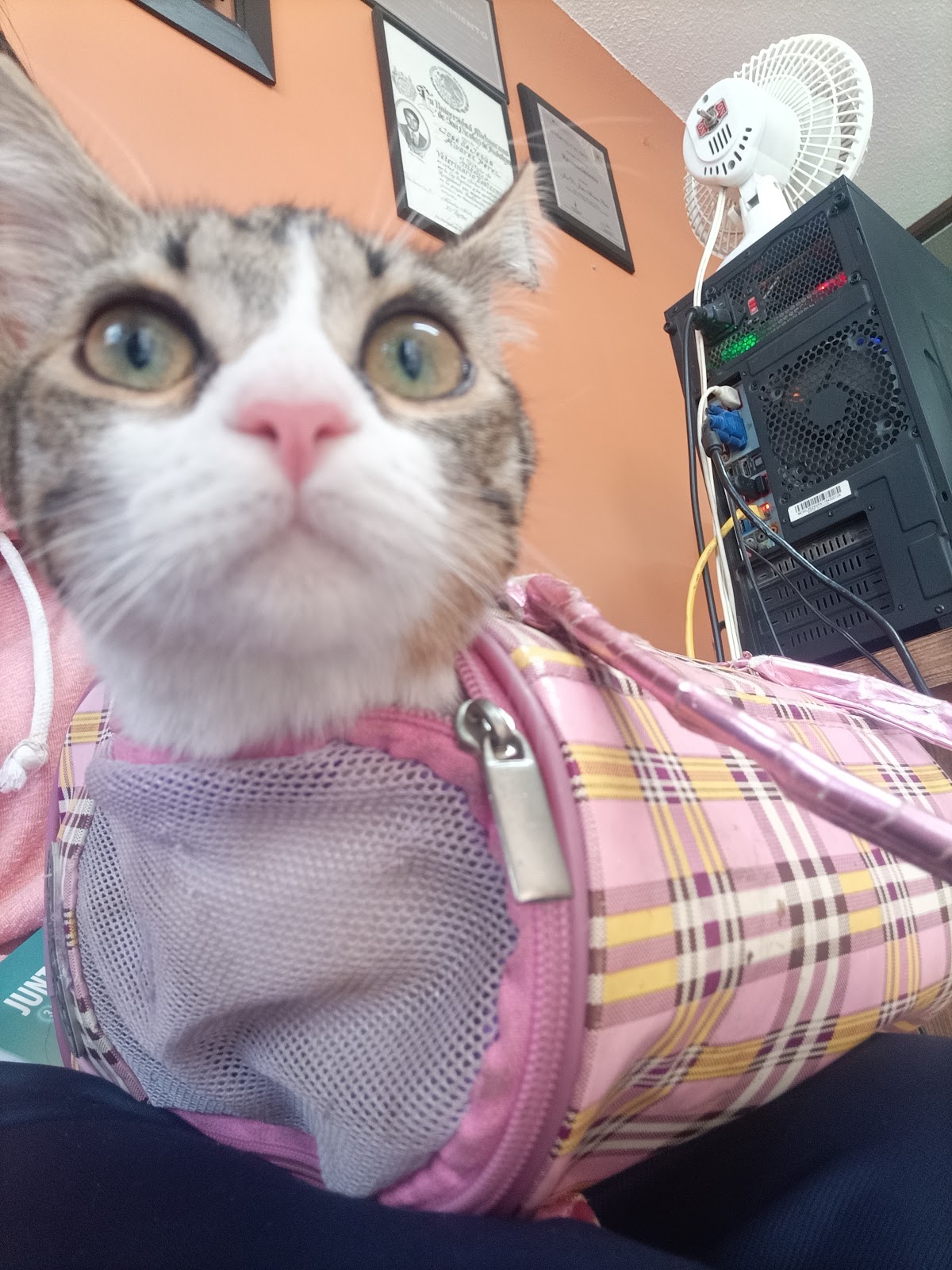 Consultorio Veterinario Dr. Álvarez, Otras zonas