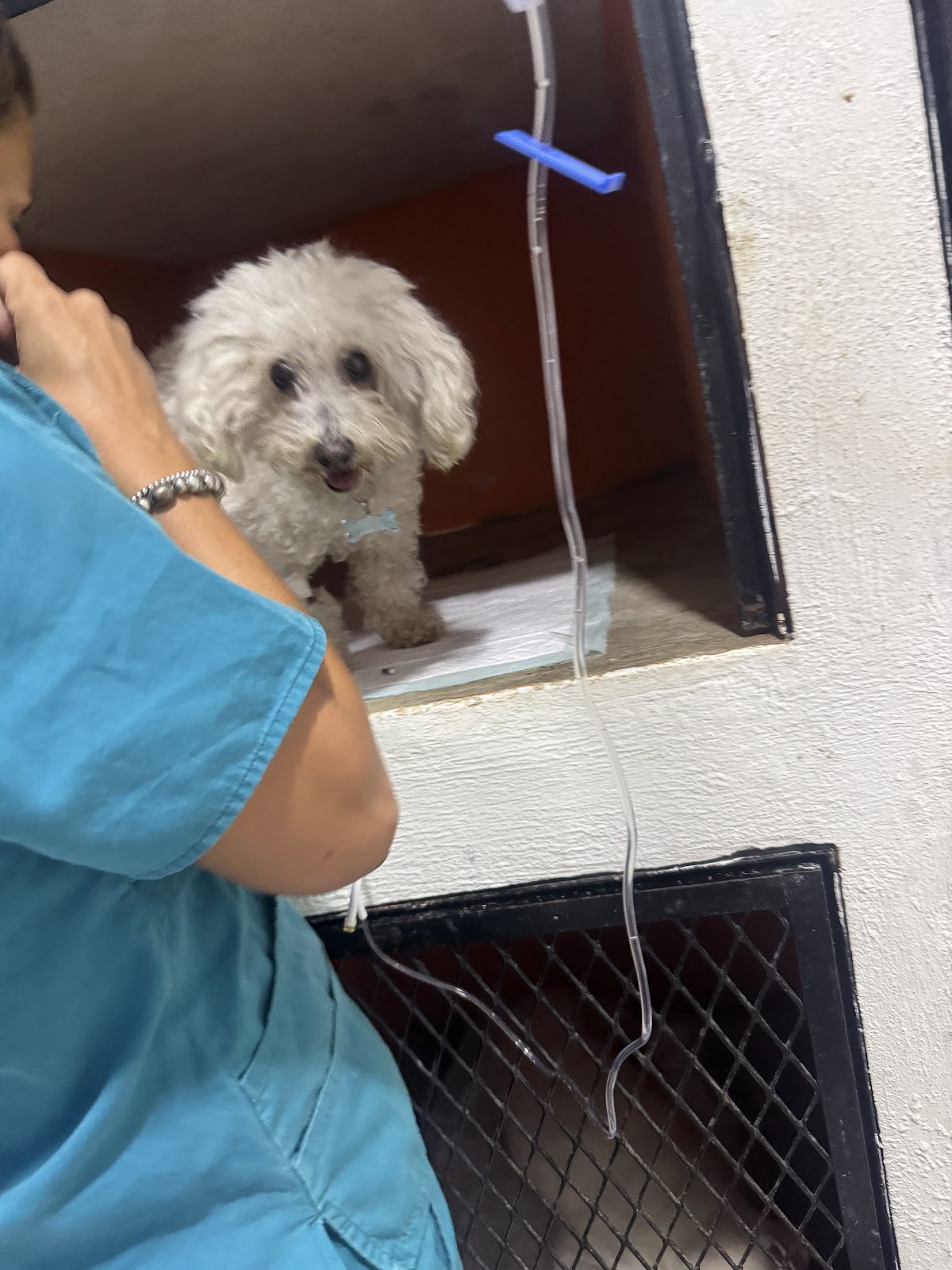 Animalisimo Veterinaria, Zona Hotelera